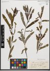 Foto von Salix purpurea L.